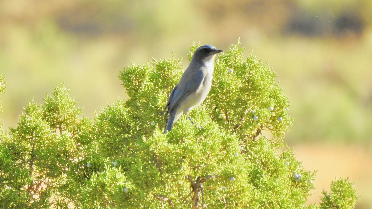 Woodhouse's Scrub-Jay - ML172756451