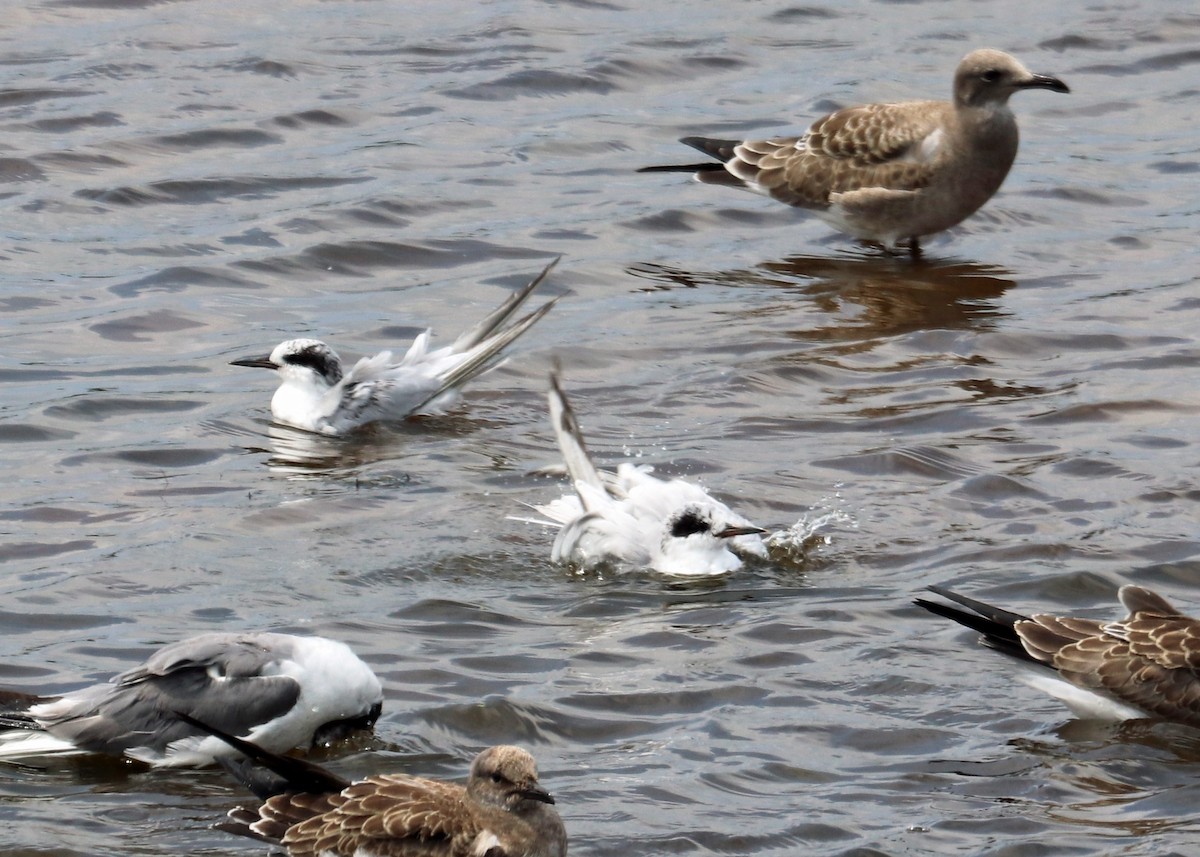 Forster's Tern - Tom Nolan