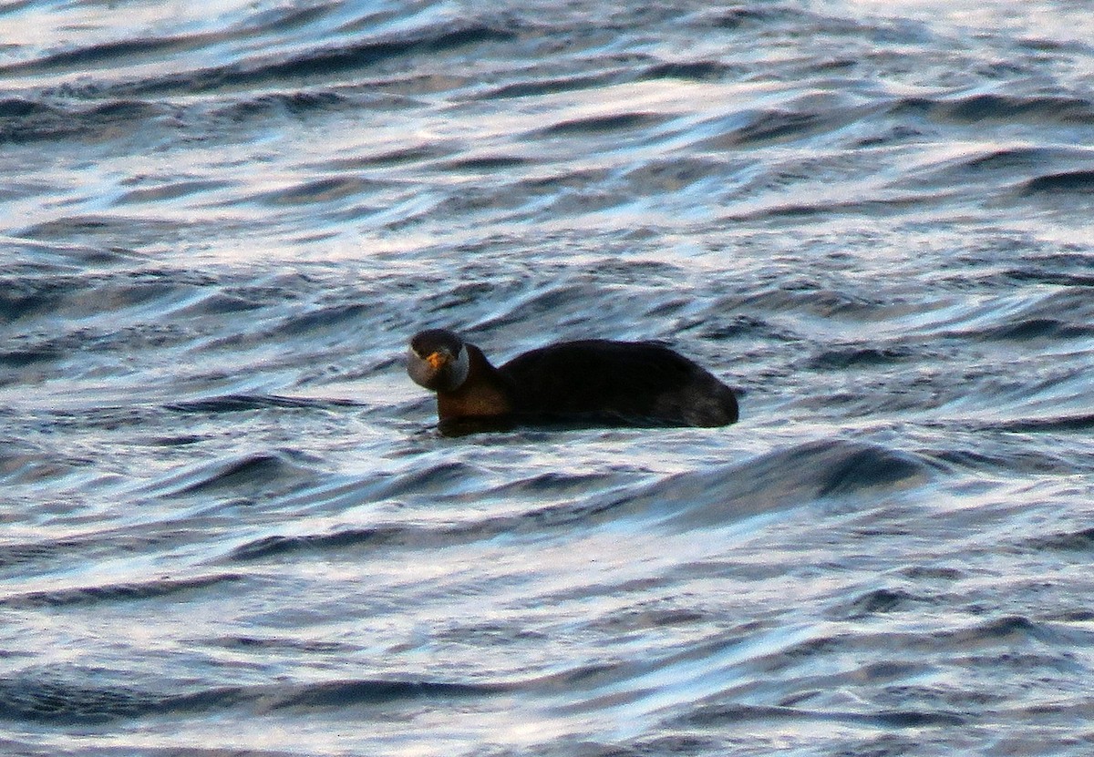 Red-necked Grebe - ML172758931