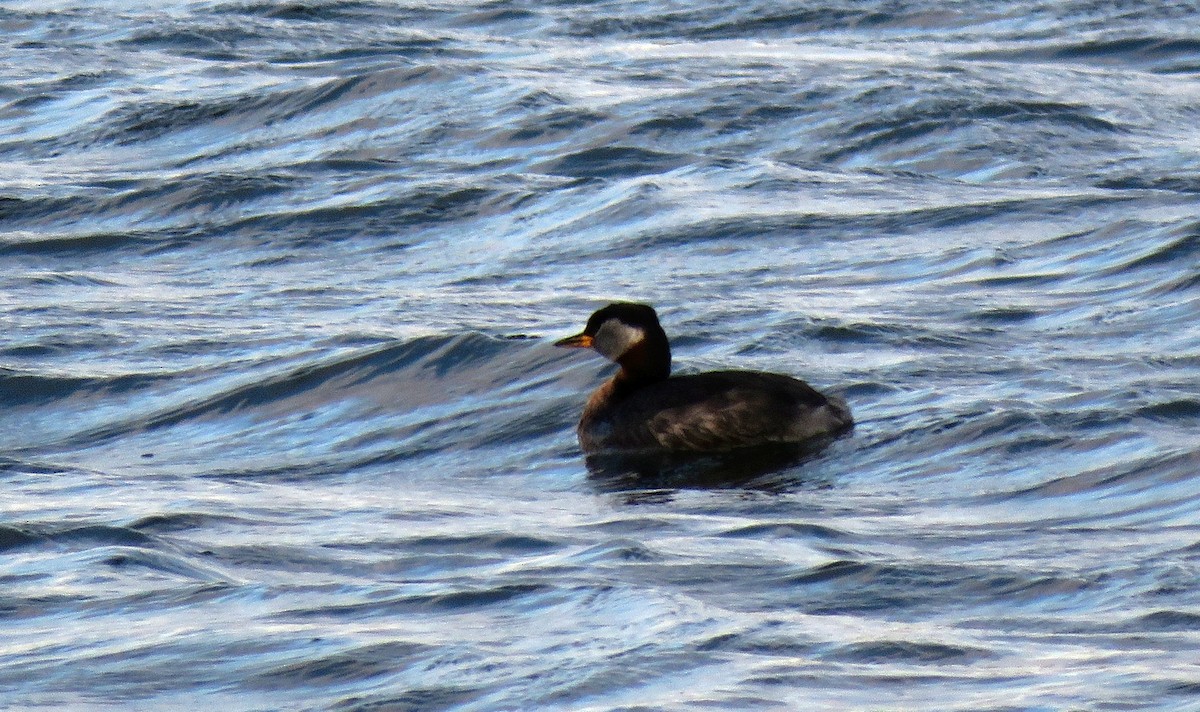 Red-necked Grebe - ML172758951