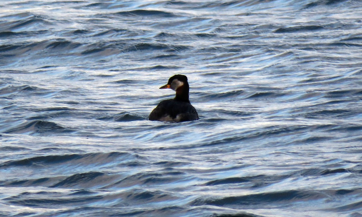 Red-necked Grebe - ML172758971
