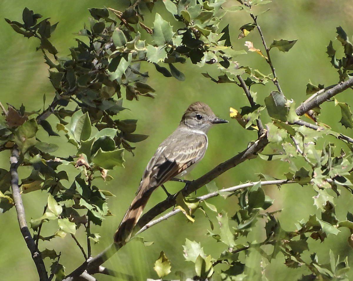 Ash-throated Flycatcher - ML172760001