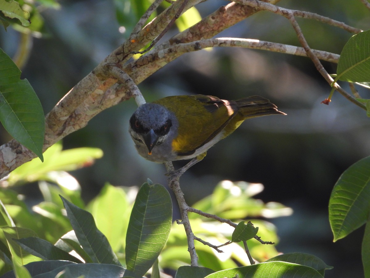 Yellow-shouldered Grosbeak - ML172760421