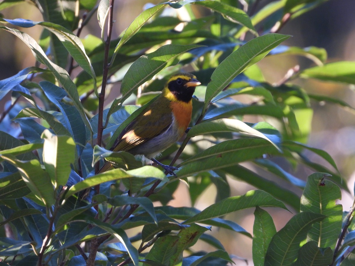 Guira Tanager - ML172760481