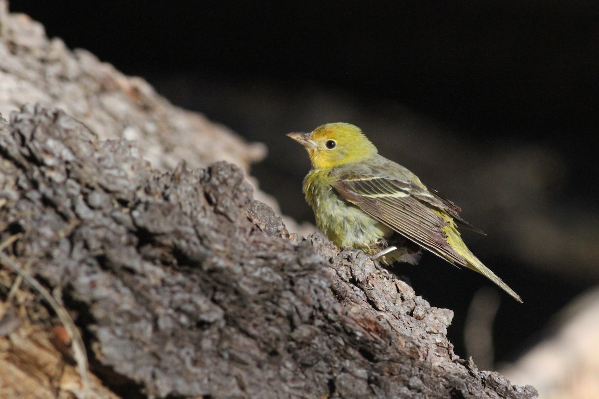 Western Tanager - John Garrett