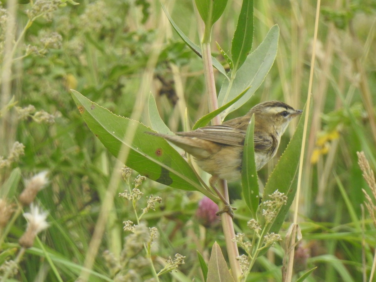 Sedge Warbler - ML172763861