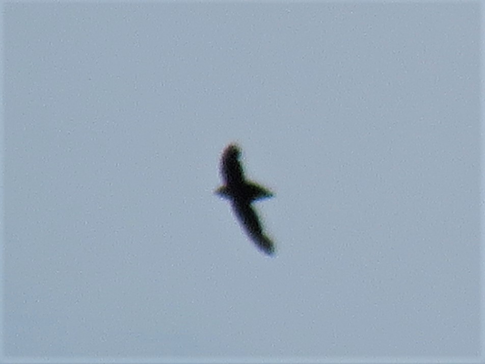 Chimney Swift - ML172764021