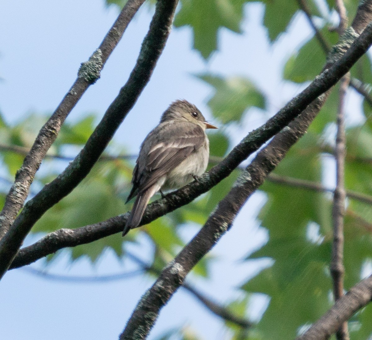 østpivi - ML172764921
