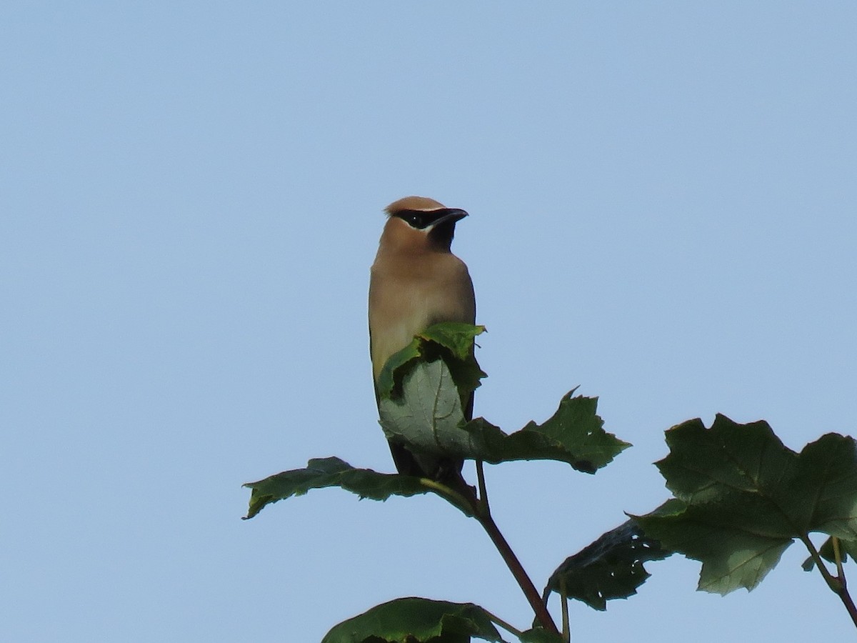 Cedar Waxwing - Roger Debenham