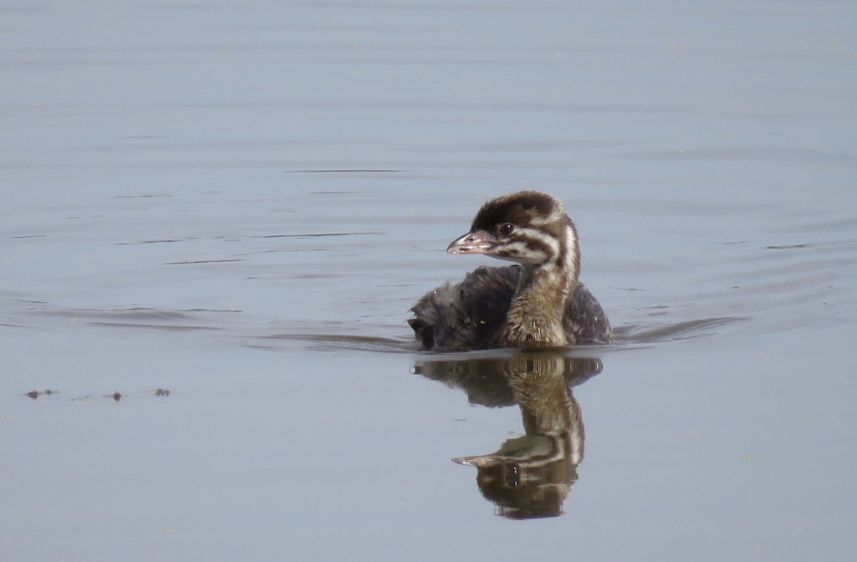 Pied-billed Grebe - ML172768051