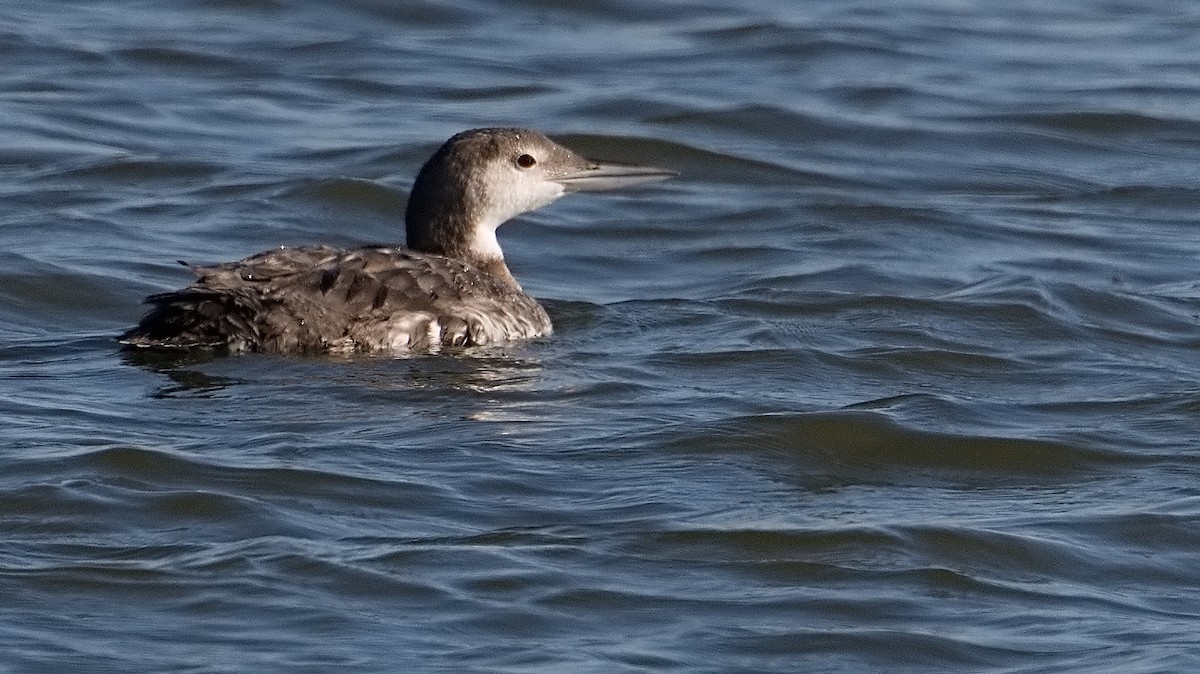 Plongeon huard - ML172768291