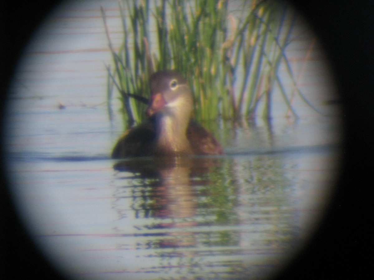 Wood Duck - ML172769851