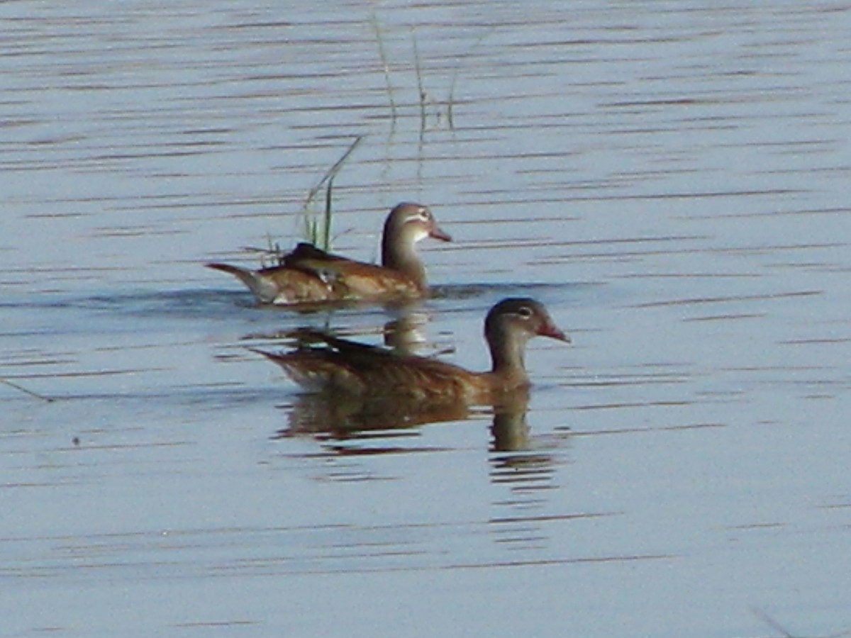 Wood Duck - ML172769881