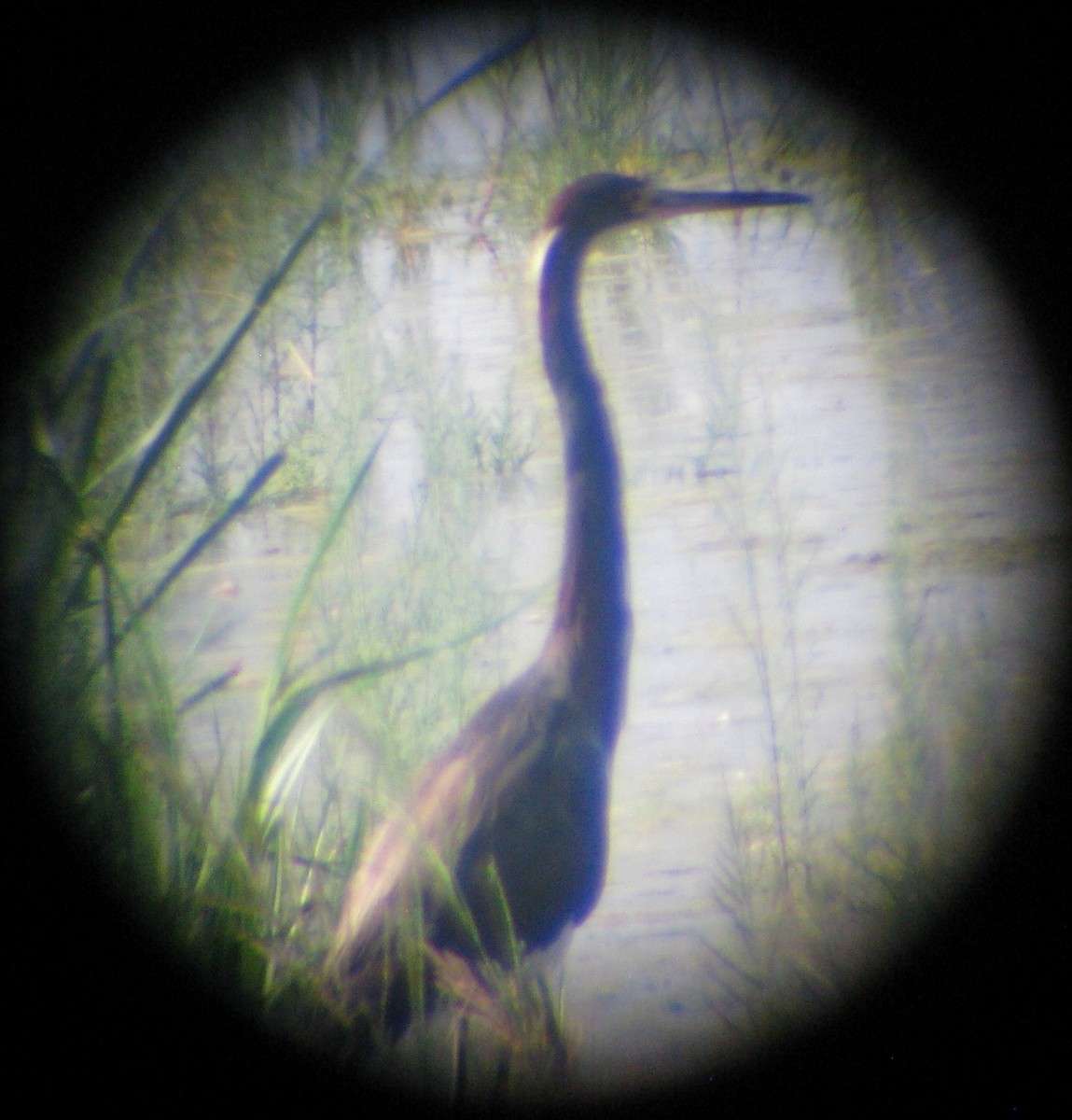 Tricolored Heron - ML172770291