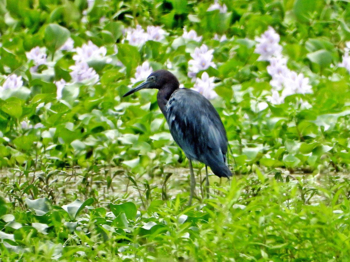 Little Blue Heron - Michael Musumeche