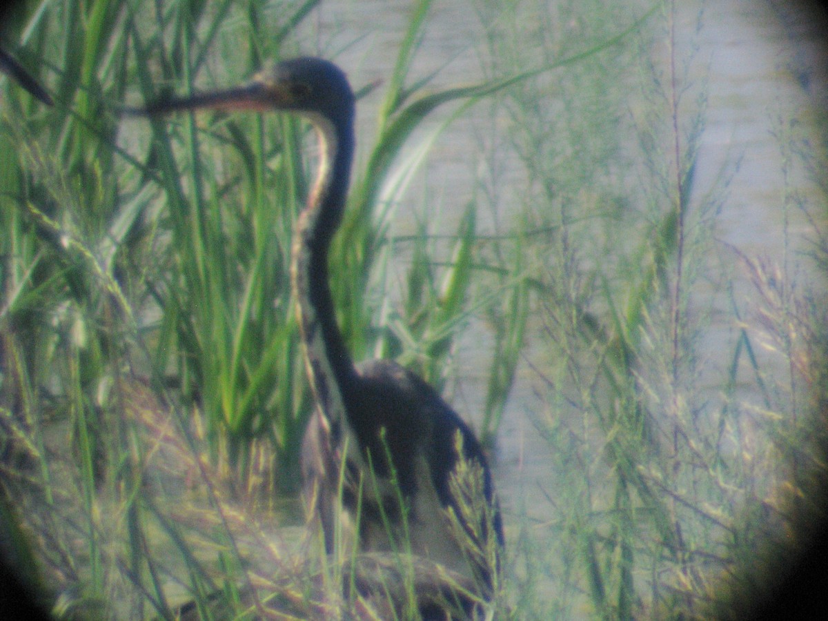 Tricolored Heron - ML172770311
