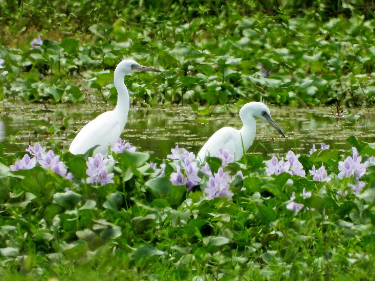 Little Blue Heron - Michael Musumeche