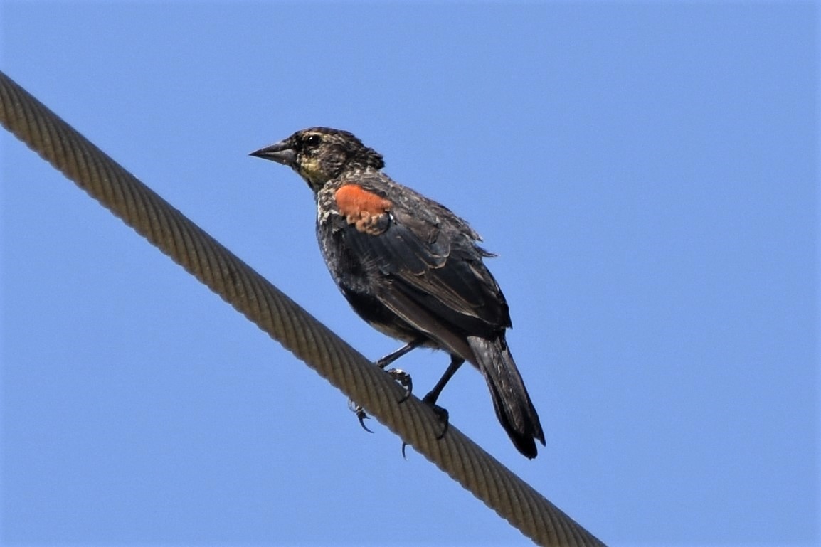 Red-winged Blackbird - ML172773231