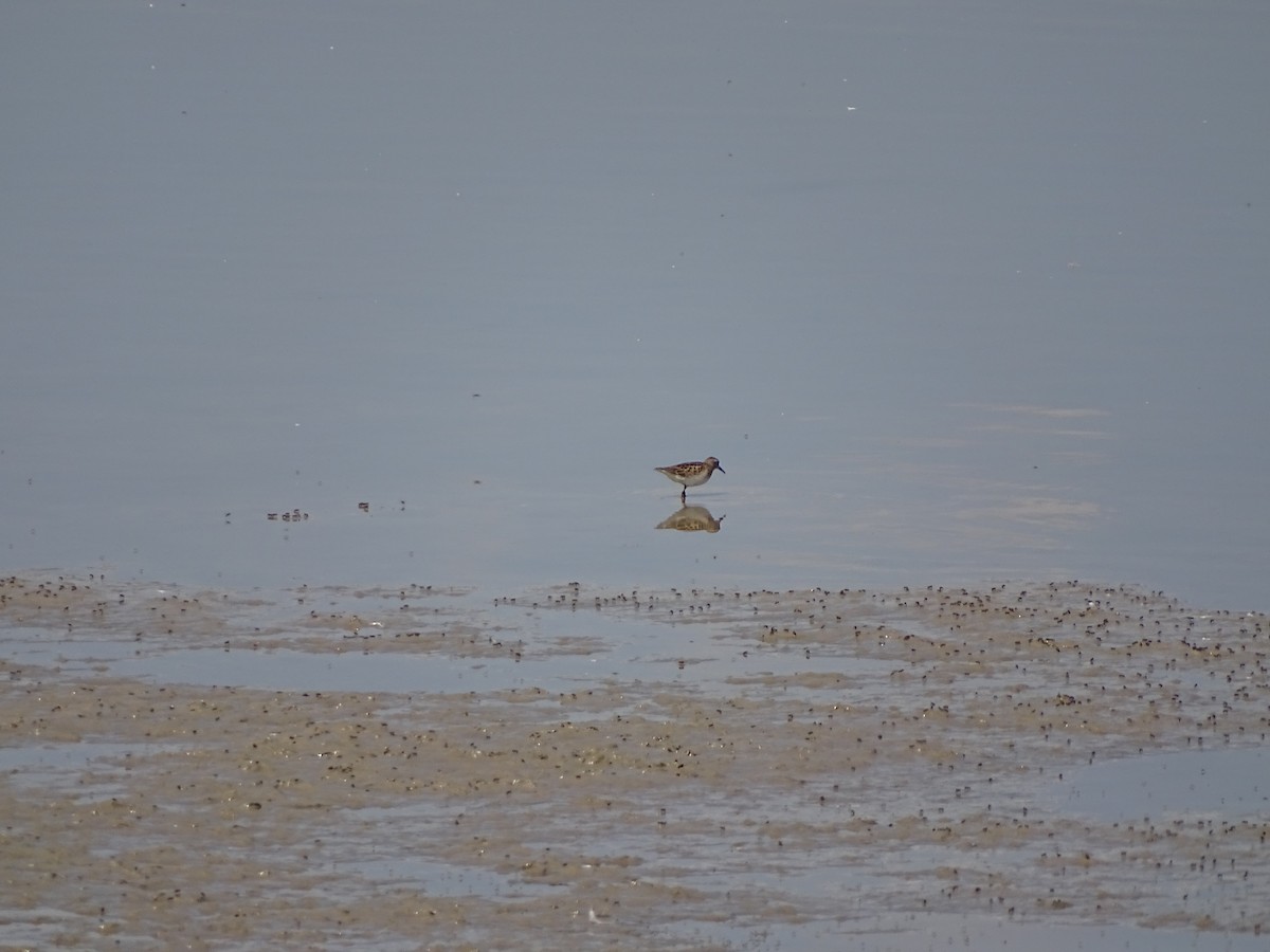 Least Sandpiper - ML172773991