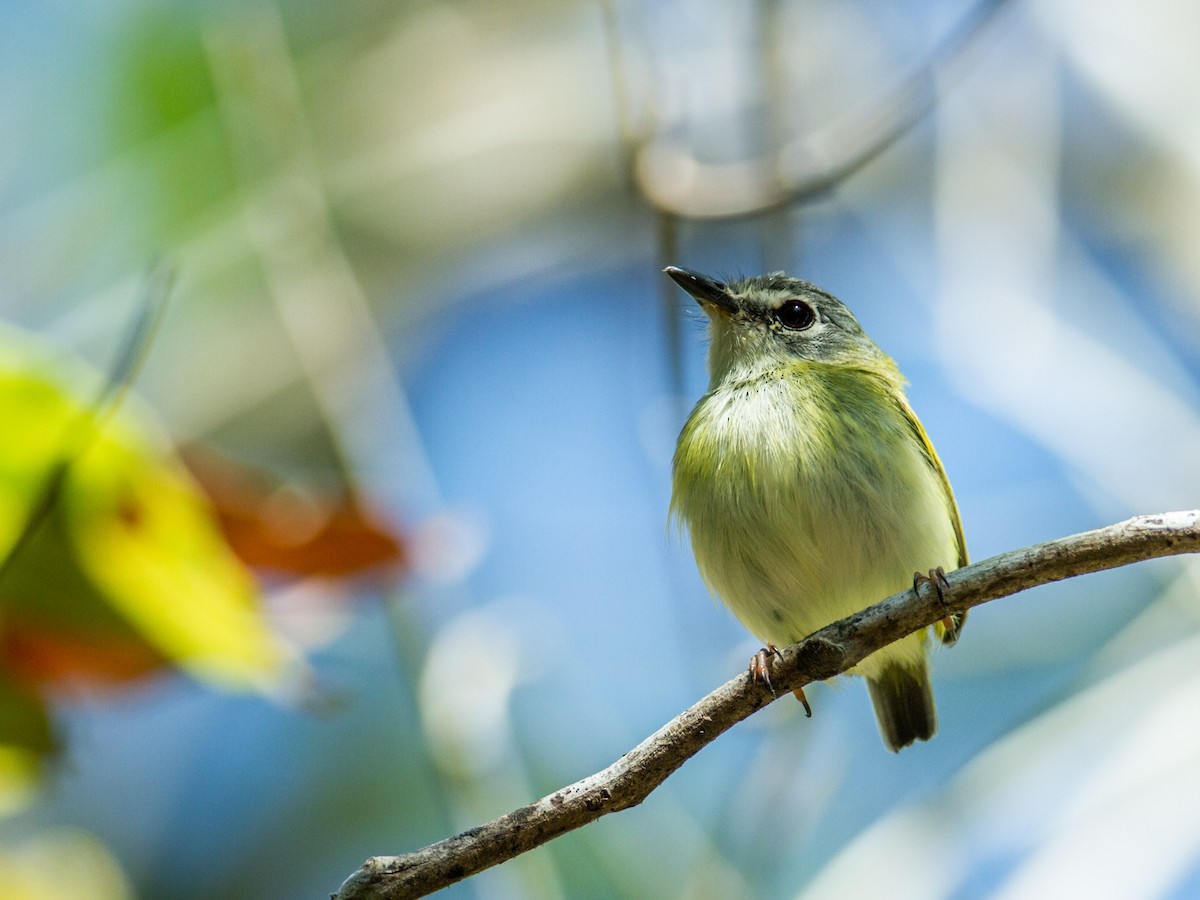 Short-tailed Pygmy-Tyrant - ML172774611