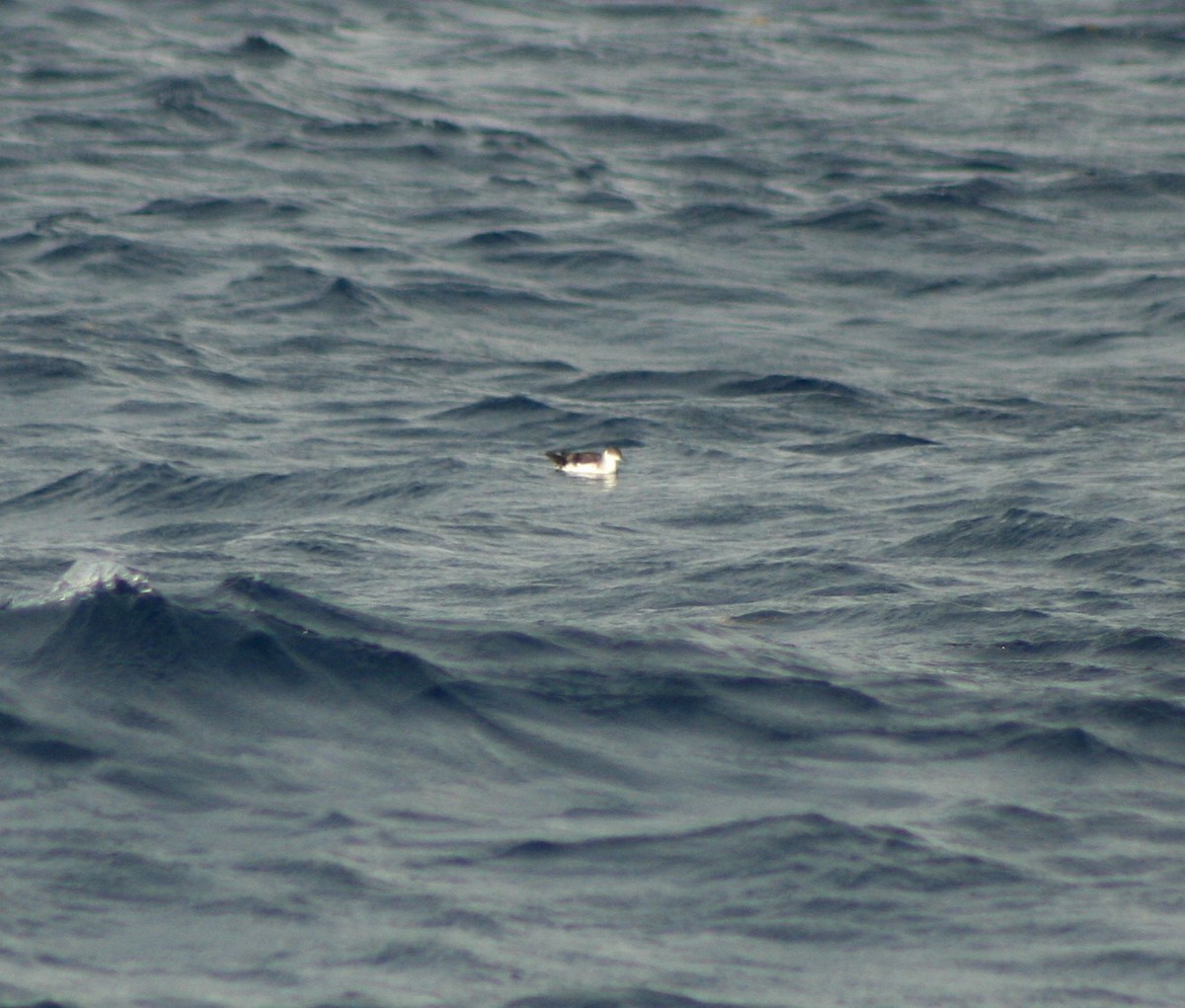 Audubon's Shearwater - ML172774721