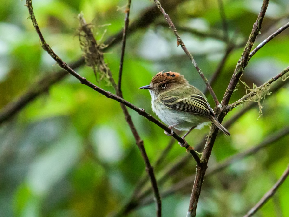 Scale-crested Pygmy-Tyrant - Nick Athanas