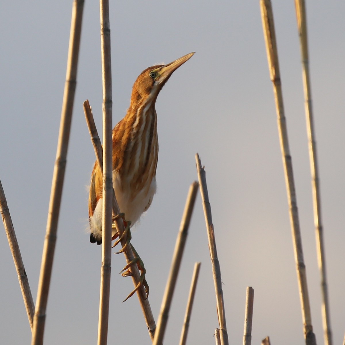 Least Bittern - ML172776211