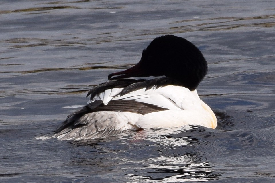 Common Merganser - Blair Whyte