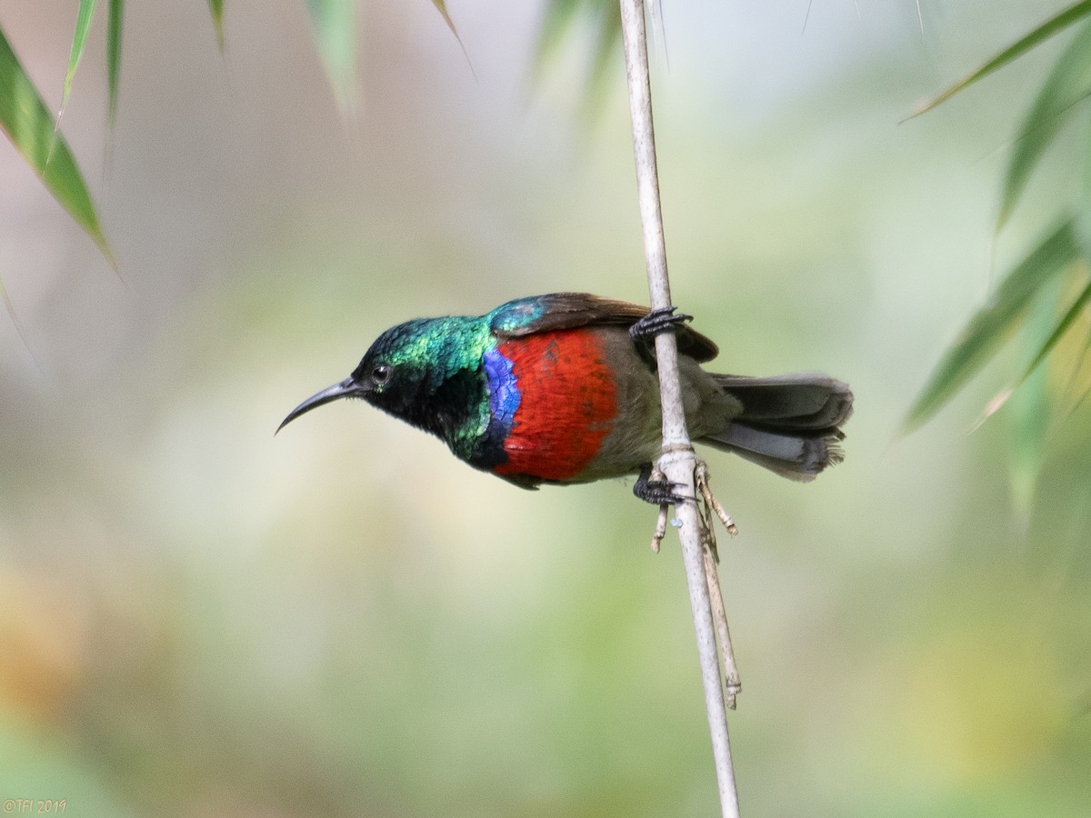 Northern Double-collared Sunbird - ML172777451