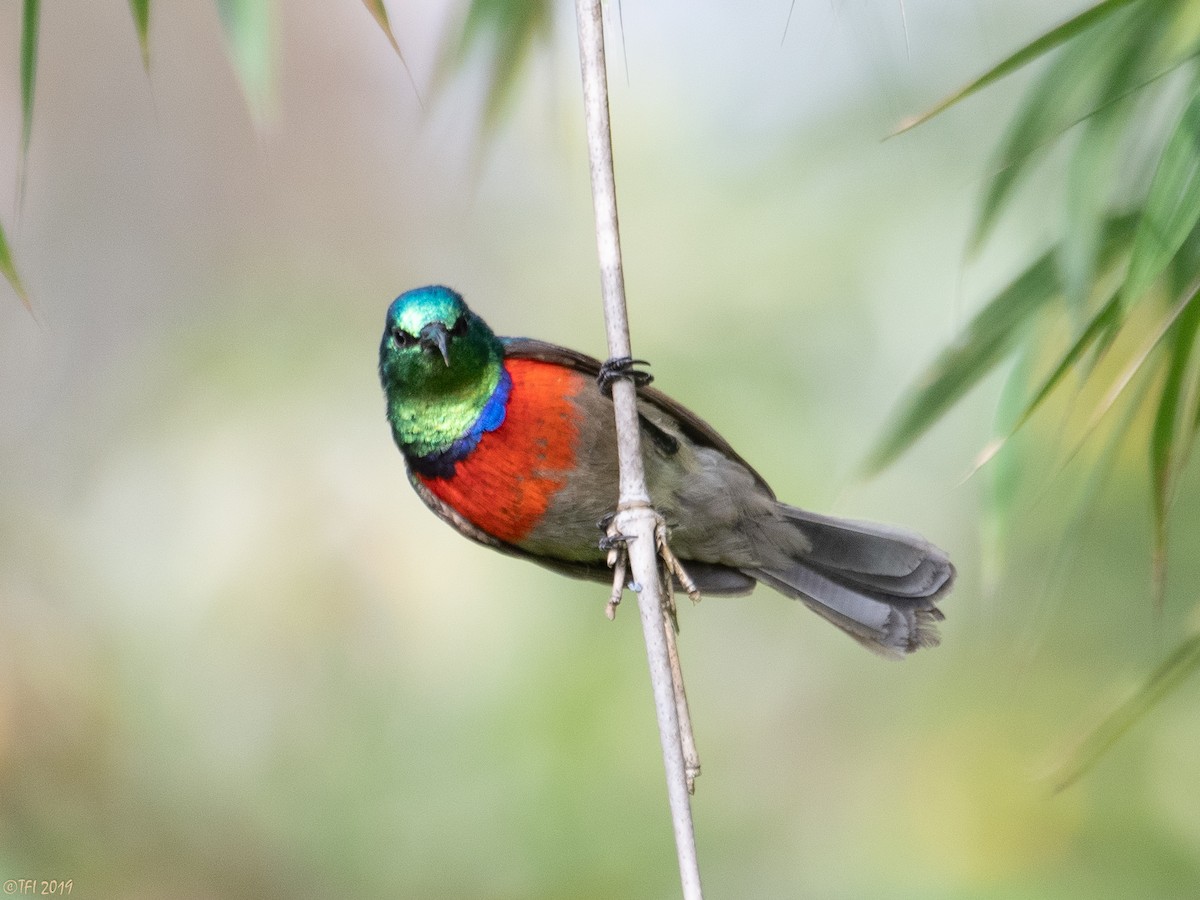 Northern Double-collared Sunbird - ML172777481