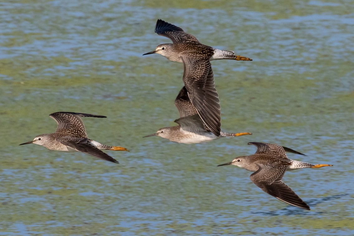 Lesser Yellowlegs - ML172777651