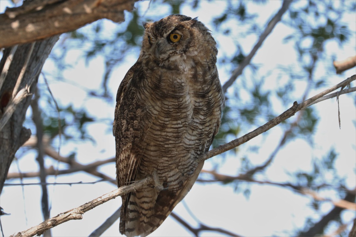 Great Horned Owl - Chuck Gates