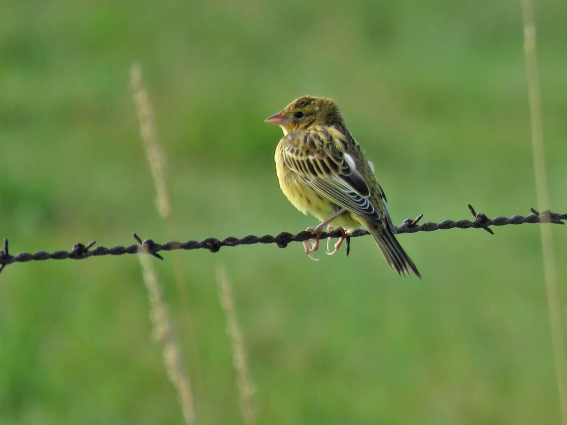 Bobolink - Thomas Schultz