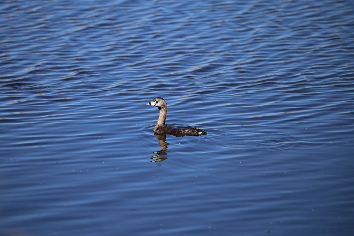 Pied-billed Grebe - ML172779361