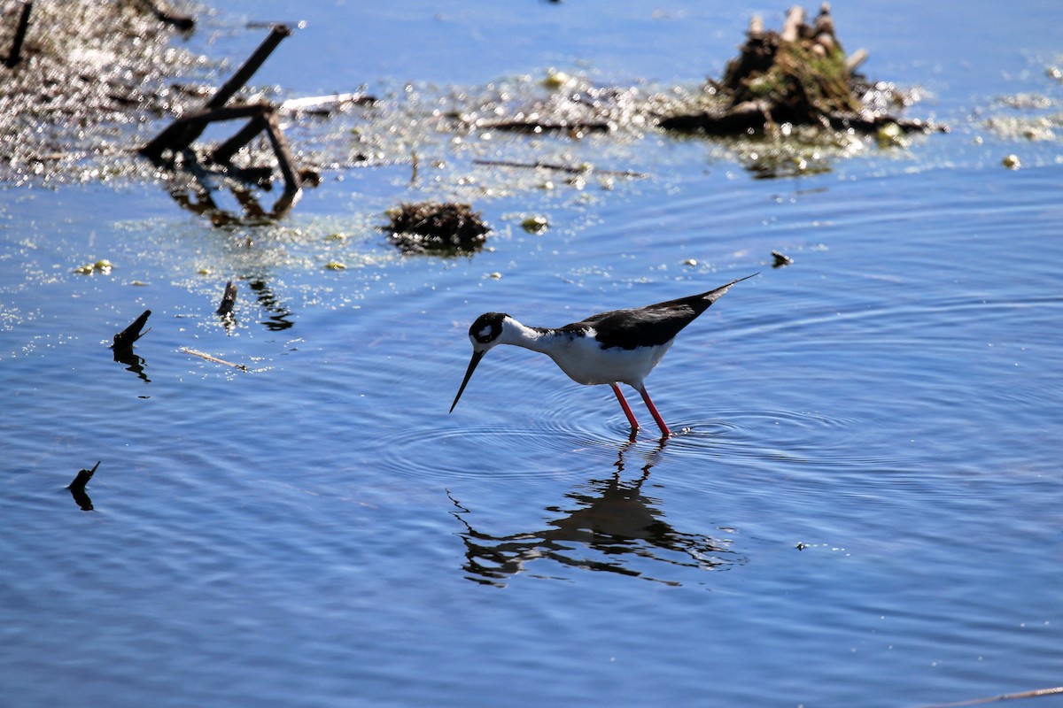 Black-necked Stilt - ML172779531