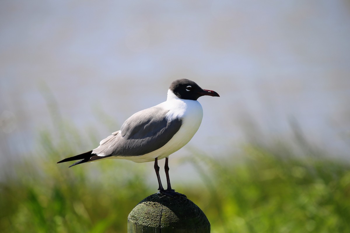 Laughing Gull - ML172779661