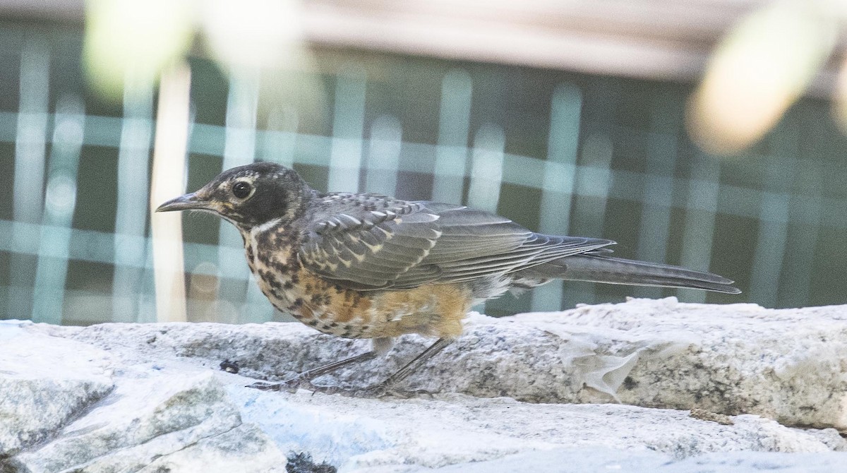 American Robin - Eric Kallen