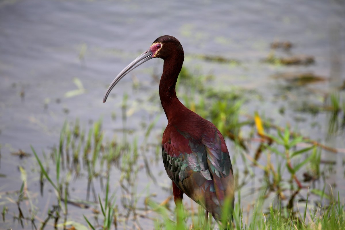 White-faced Ibis - ML172779811