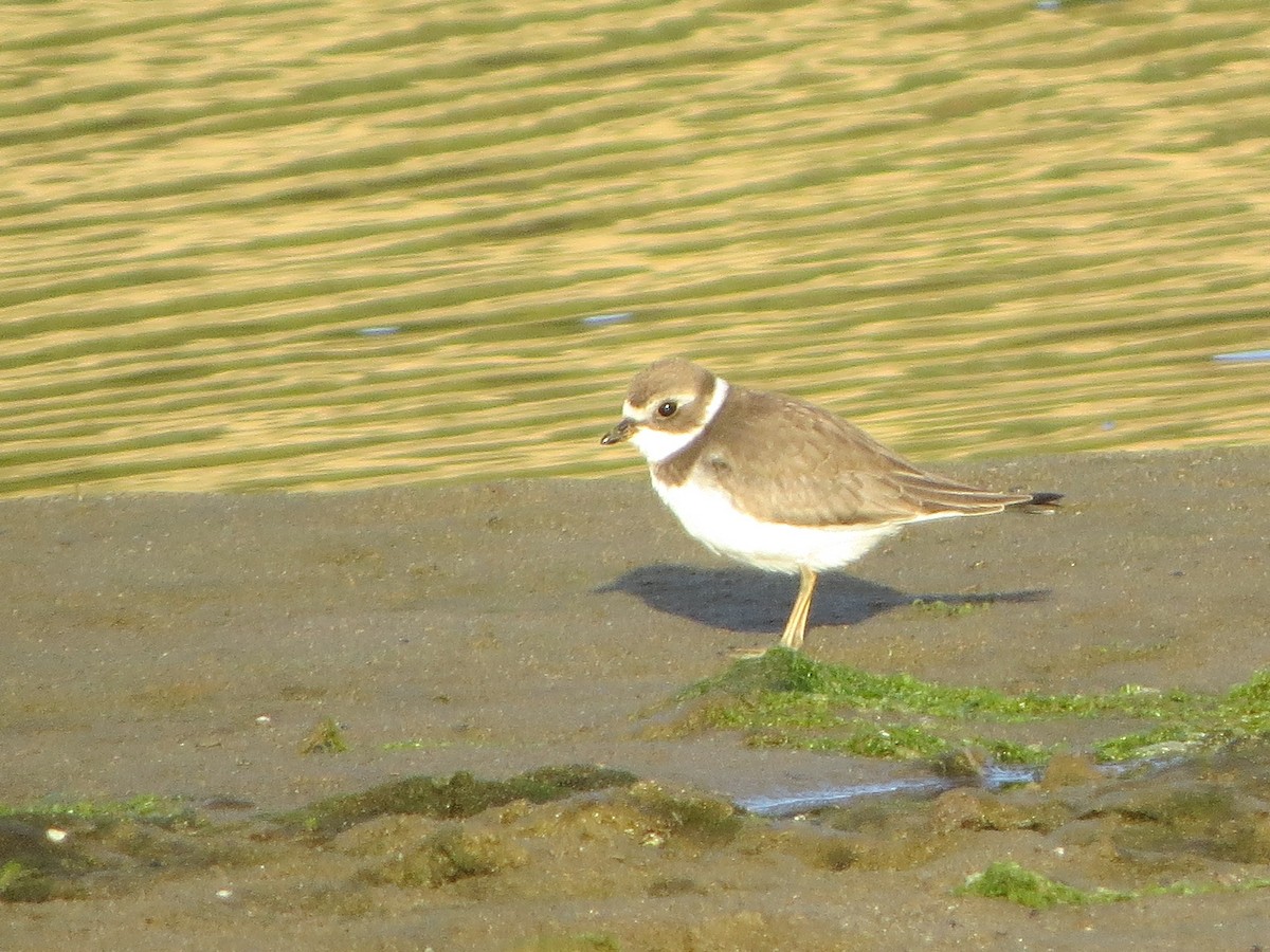 Semipalmated Plover - ML172780231