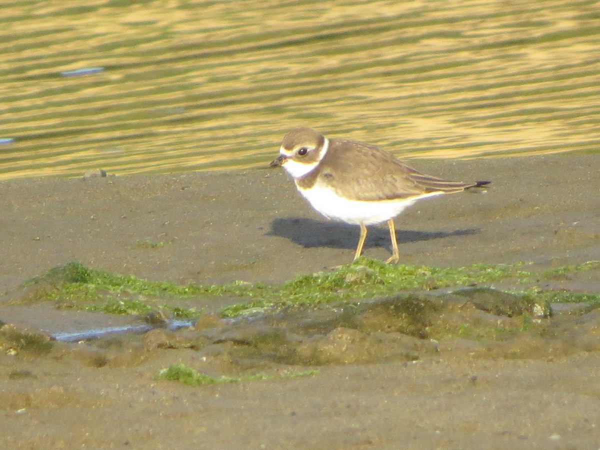 Semipalmated Plover - ML172780371