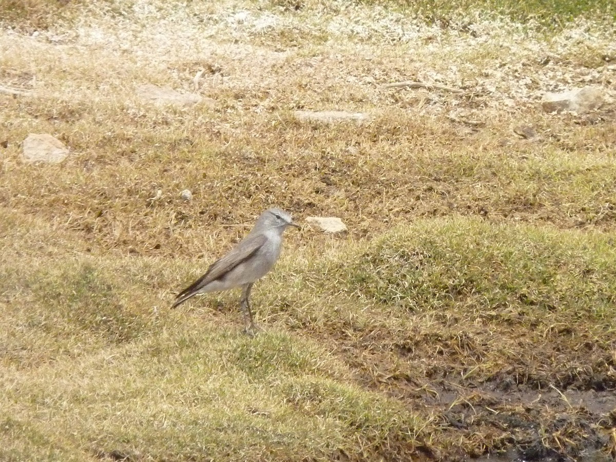 Ochre-naped Ground-Tyrant - Alejandro Mouchard