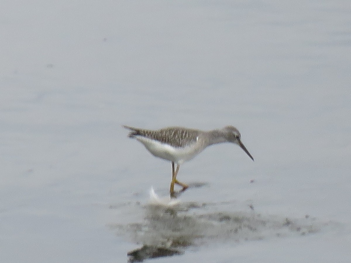 Greater Yellowlegs - ML172783061