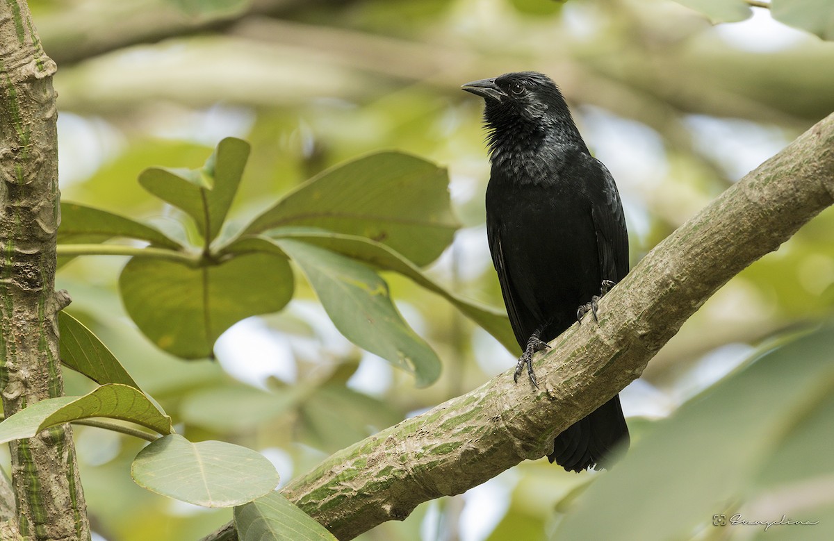 Chopi Blackbird - Evangelina Indelicato