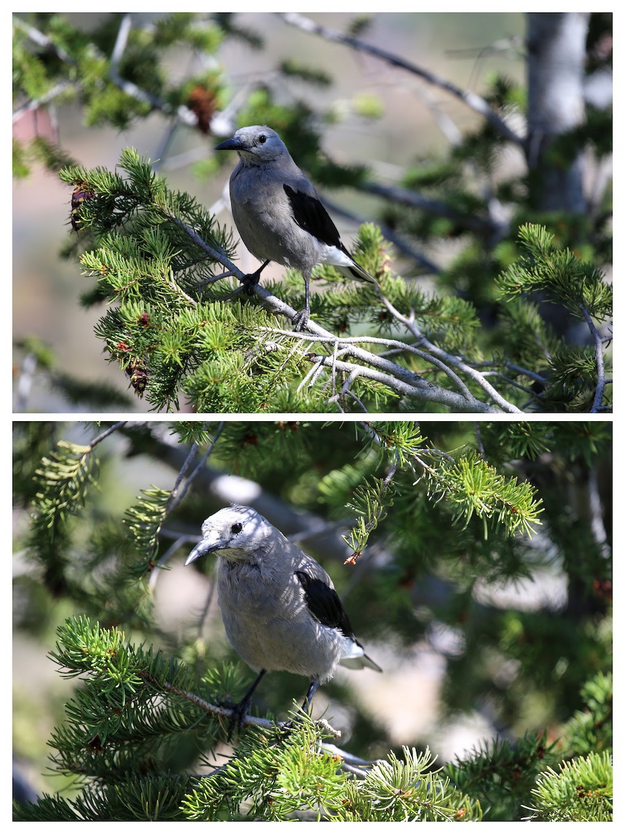 Clark's Nutcracker - ML172783171