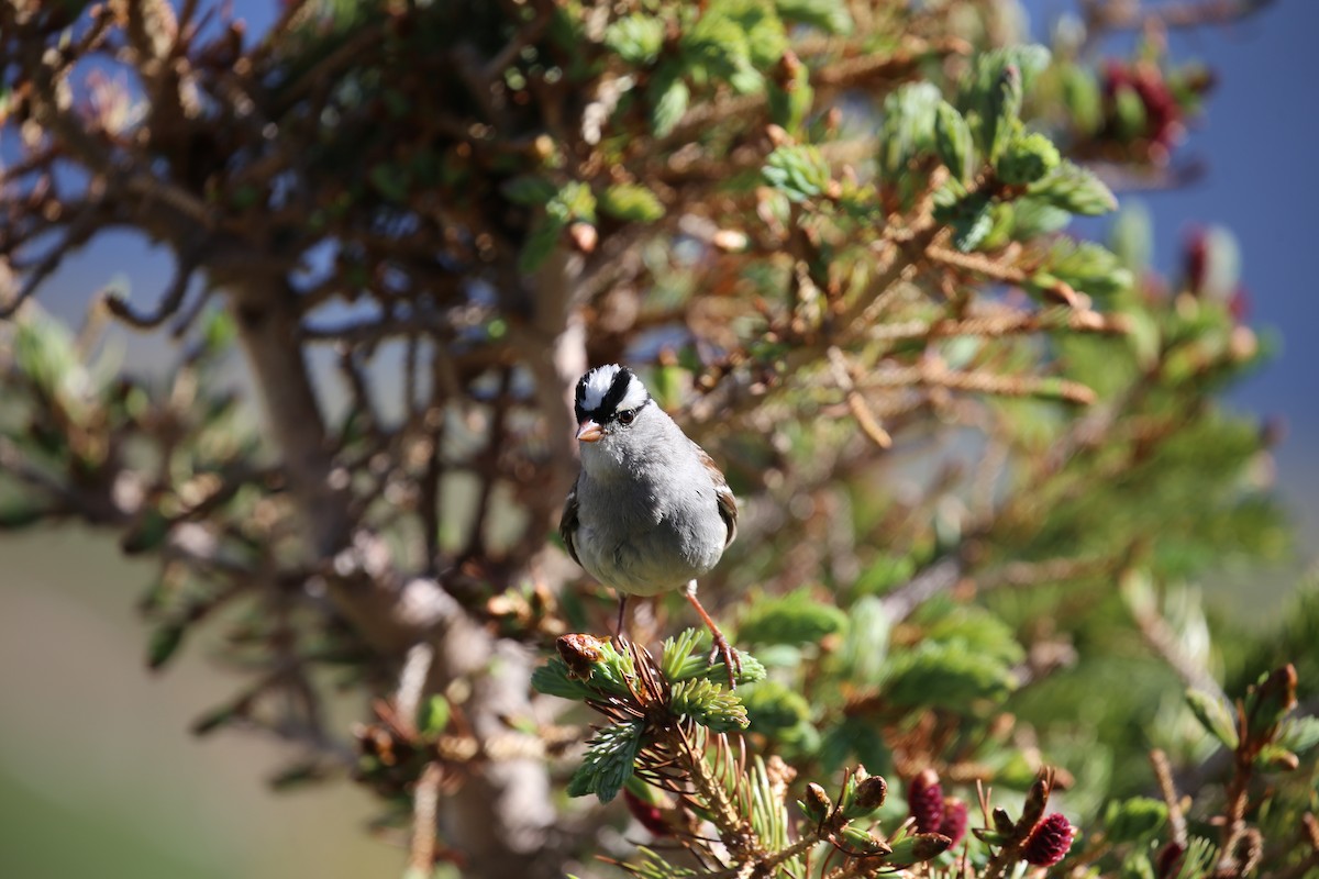 White-crowned Sparrow - ML172783591