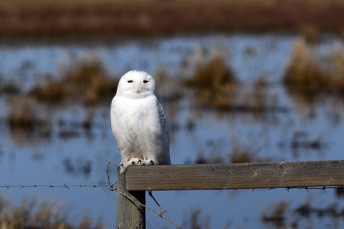 Snowy Owl - David M. Bell