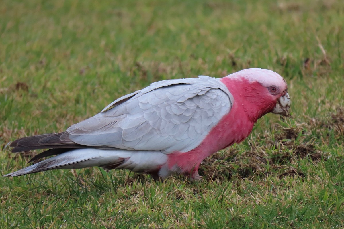 Cacatúa Galah - ML172784891