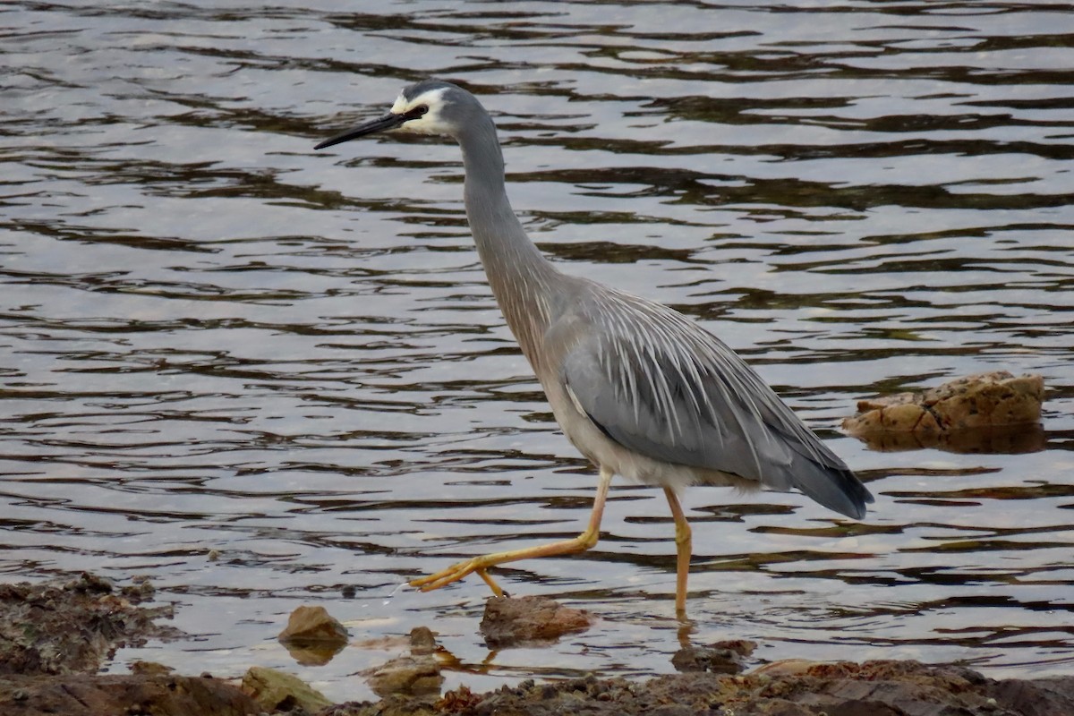 White-faced Heron - ML172784921