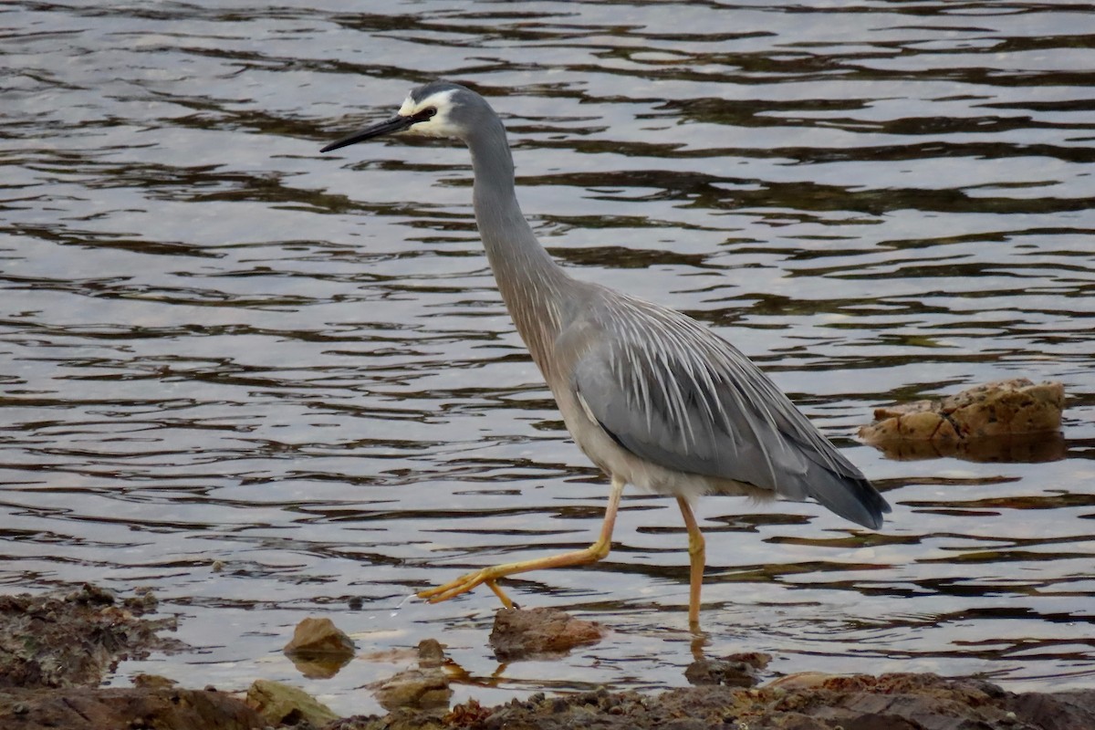 White-faced Heron - ML172784921