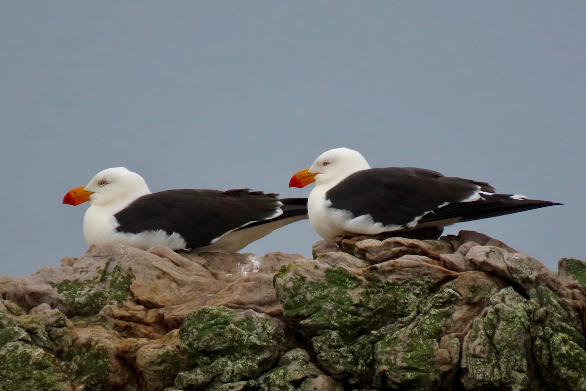 Gaviota de Tasmania - ML172784941